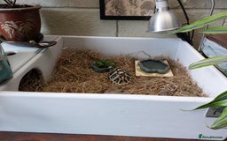 Hermann Tortoise reptiles for sale: Hermann Tortoise 6 years old- SOLD - Image 4