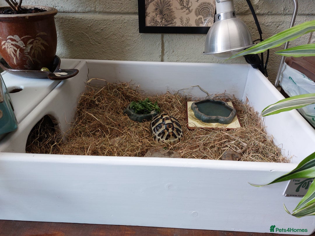 Hermann Tortoise reptiles for sale: Hermann Tortoise 6 years old- SOLD - Image 4