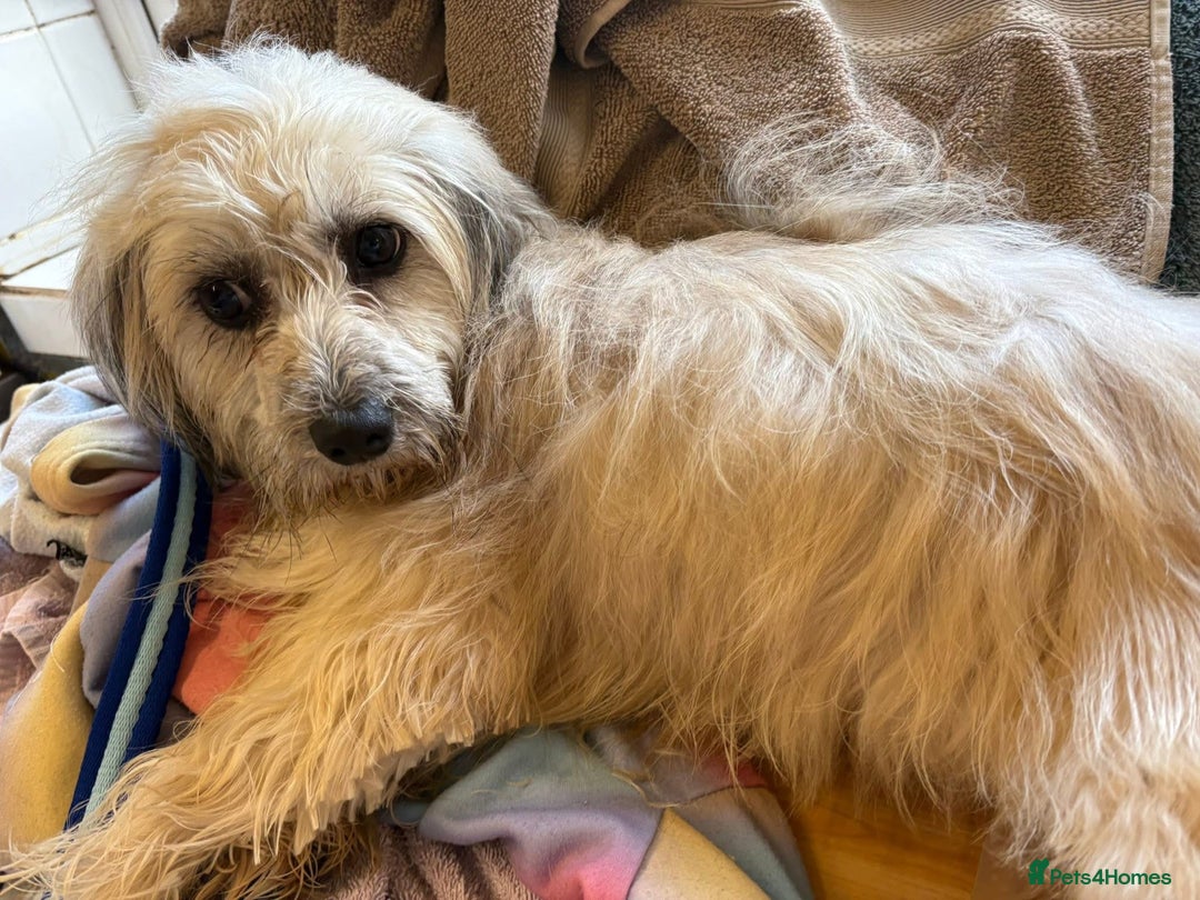 Mixed Breed dogs for adoption: Alison - Norwich Norfolk  - Advert 6