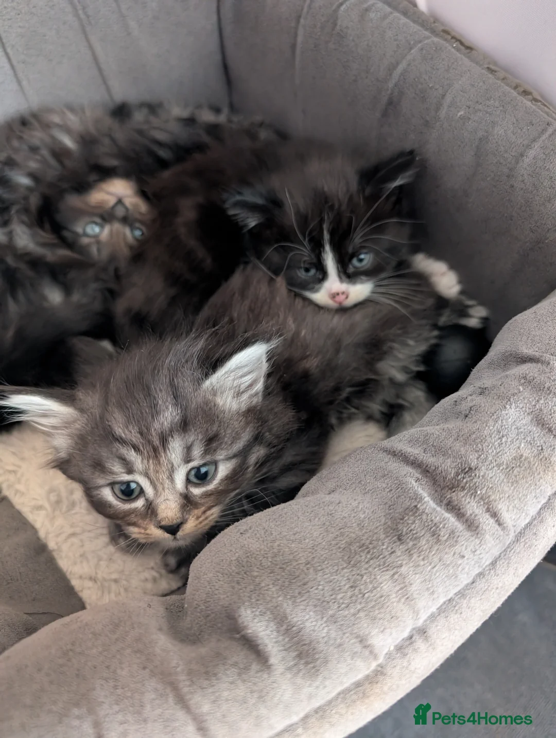 Siberian cats for sale: ✨ Beautiful kittens looking for loving homes ✨ in Eastleigh - Advert 1