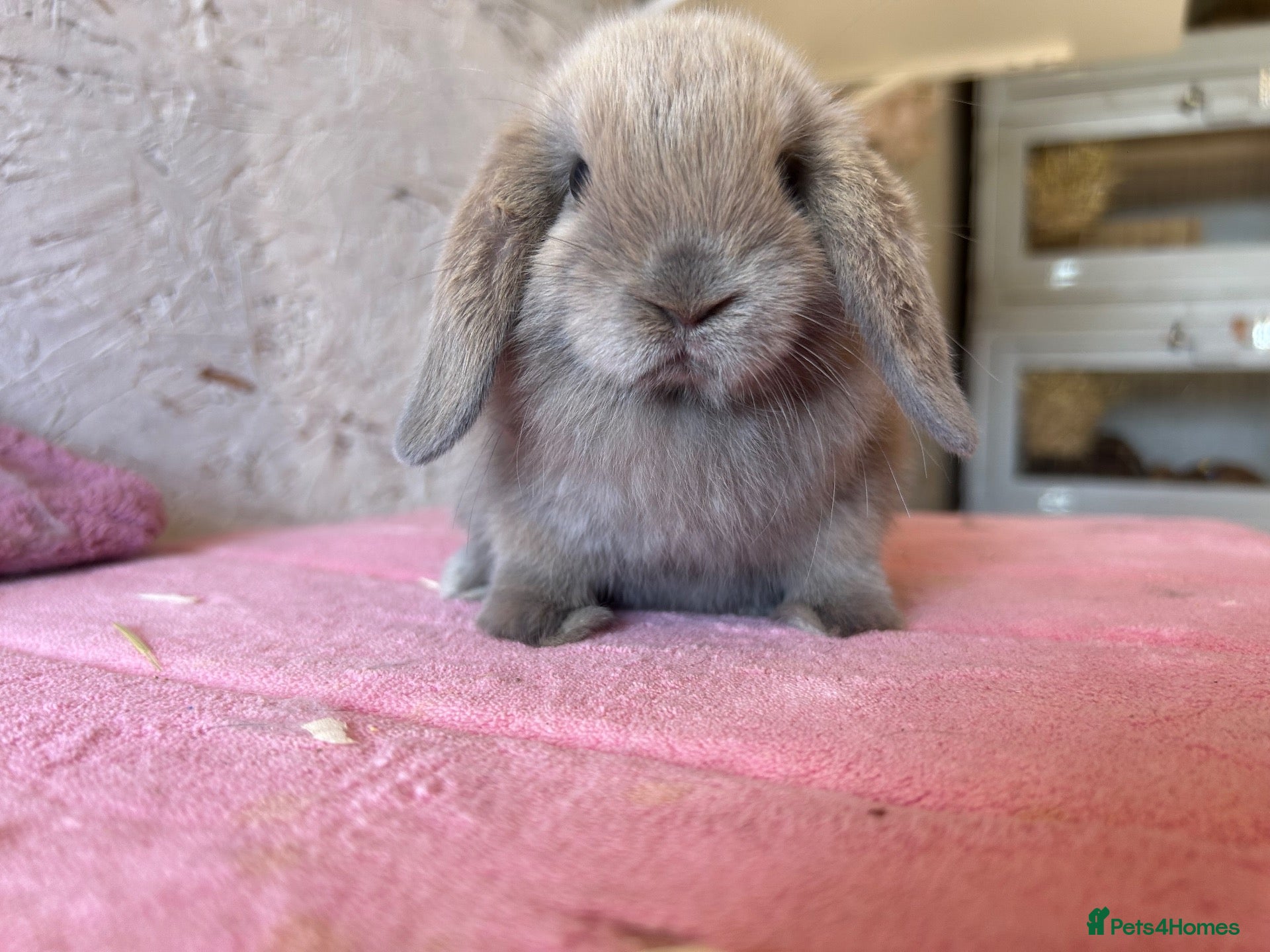 Mini Lop rabbits Mini lops - Advert 1