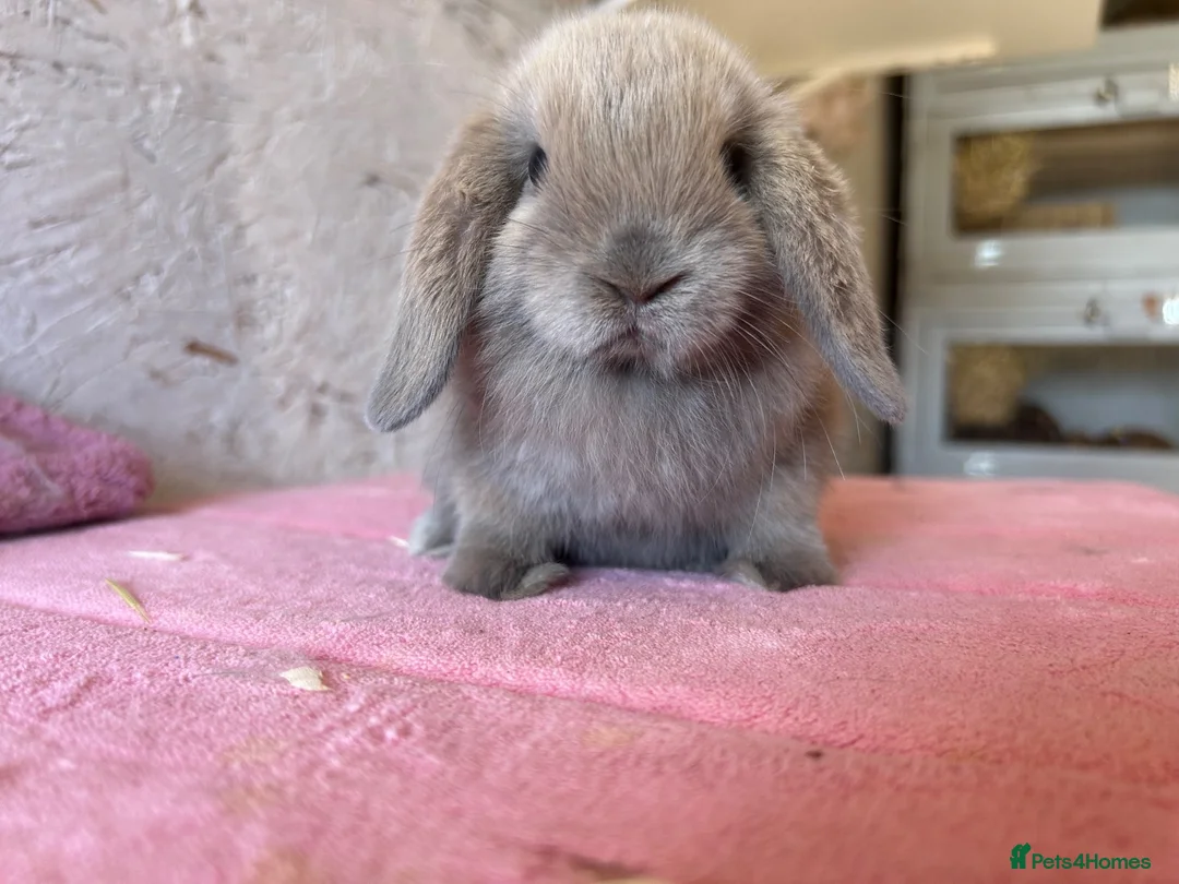 Mini Lop rabbits for sale: Mini lops - Advert 1