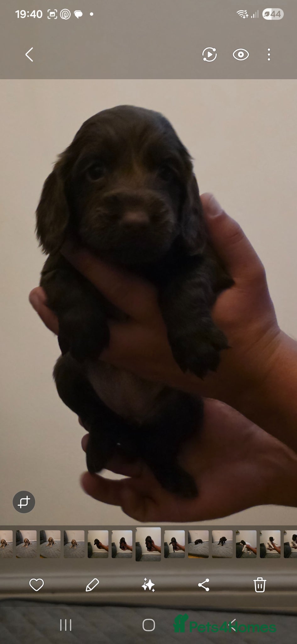 Cocker Spaniel dogs Cocker-spaniel Puppy's for Sale!!! - Advert 2
