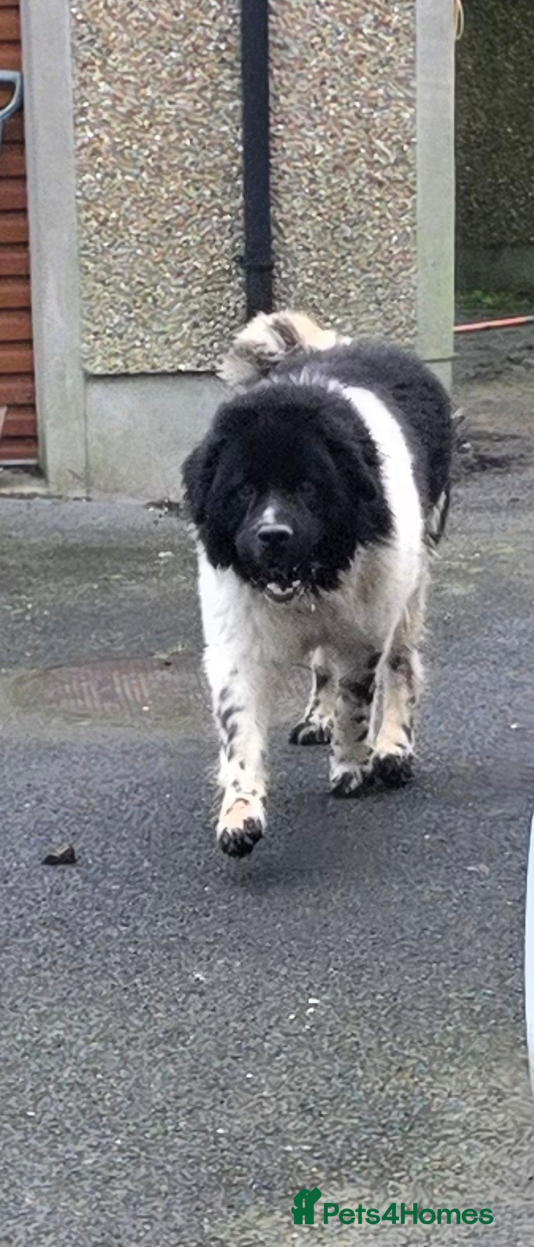 Newfoundland dogs for sale: Setanta is a beautiful landseer newfoundland  - Advert 1