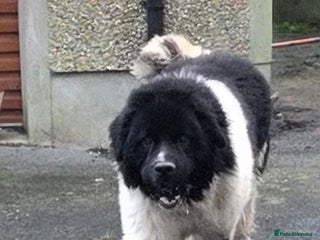 Newfoundland dogs Setanta is a beautiful landseer newfoundland - Advert 13