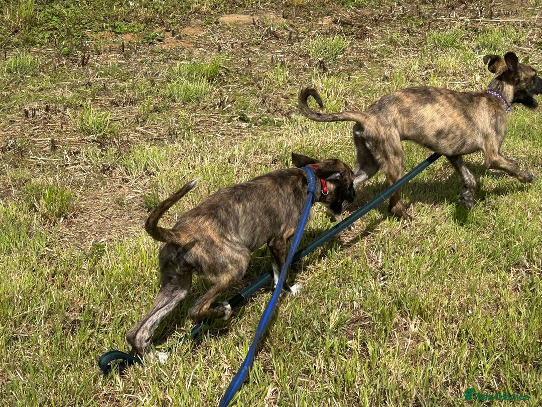 Mixed Breed dogs for adoption: Myrtle - Norwich Norfolk  - Image 15