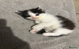 Mixed Breed cats for sale: 5 beautiful fluffy kittens  - Image 7
