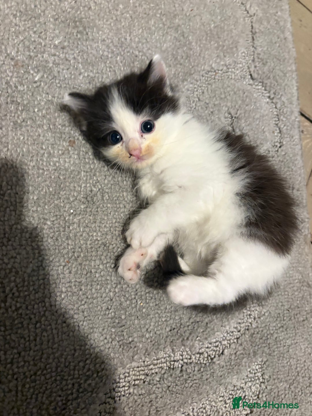 Mixed Breed cats for sale: 5 beautiful fluffy kittens  - Image 7