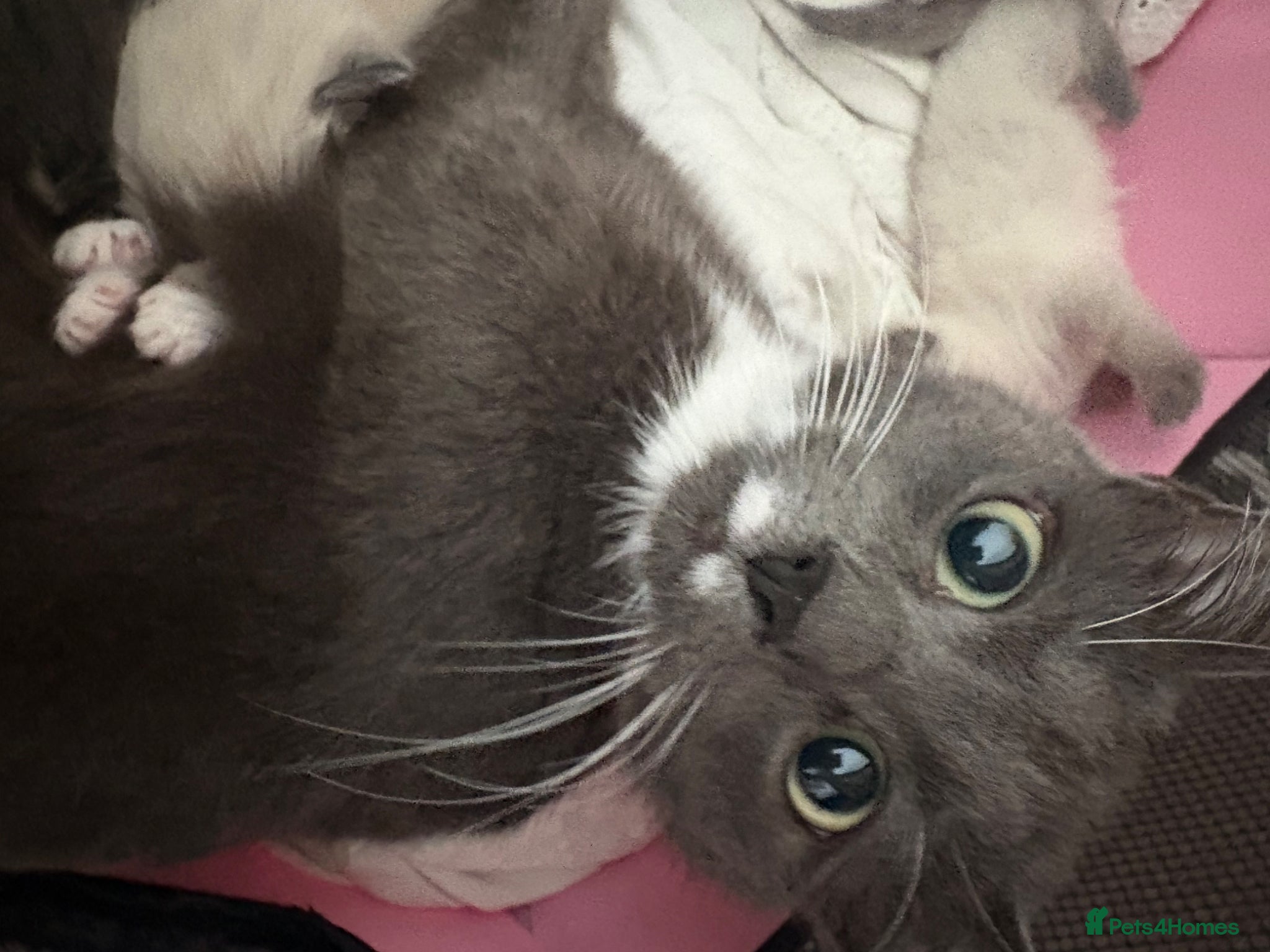 Mixed Breed cats Mixed ragdolls - Advert 4