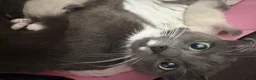 Mixed Breed cats for sale: Mixed ragdolls in Prudhoe - Advert 1