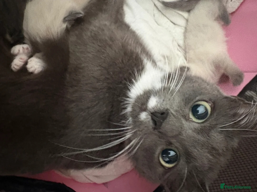 Mixed Breed cats for sale: Mixed ragdolls in Prudhoe - Advert 1