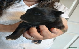 Pomsky dogs for sale: Pomsky Puppies For Sale - Image 3