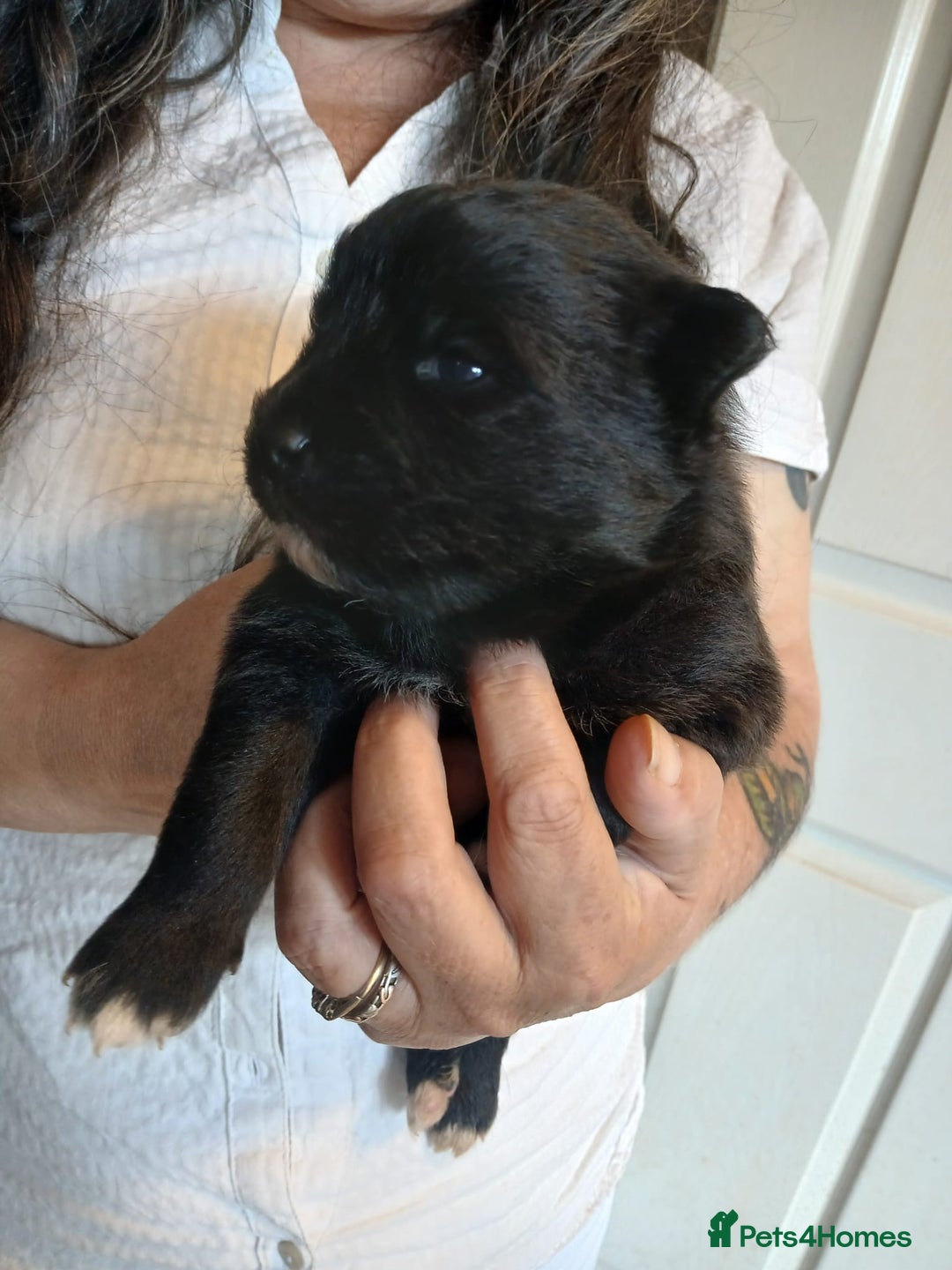 Pomsky dogs for sale: Pomsky Puppies For Sale - Image 3