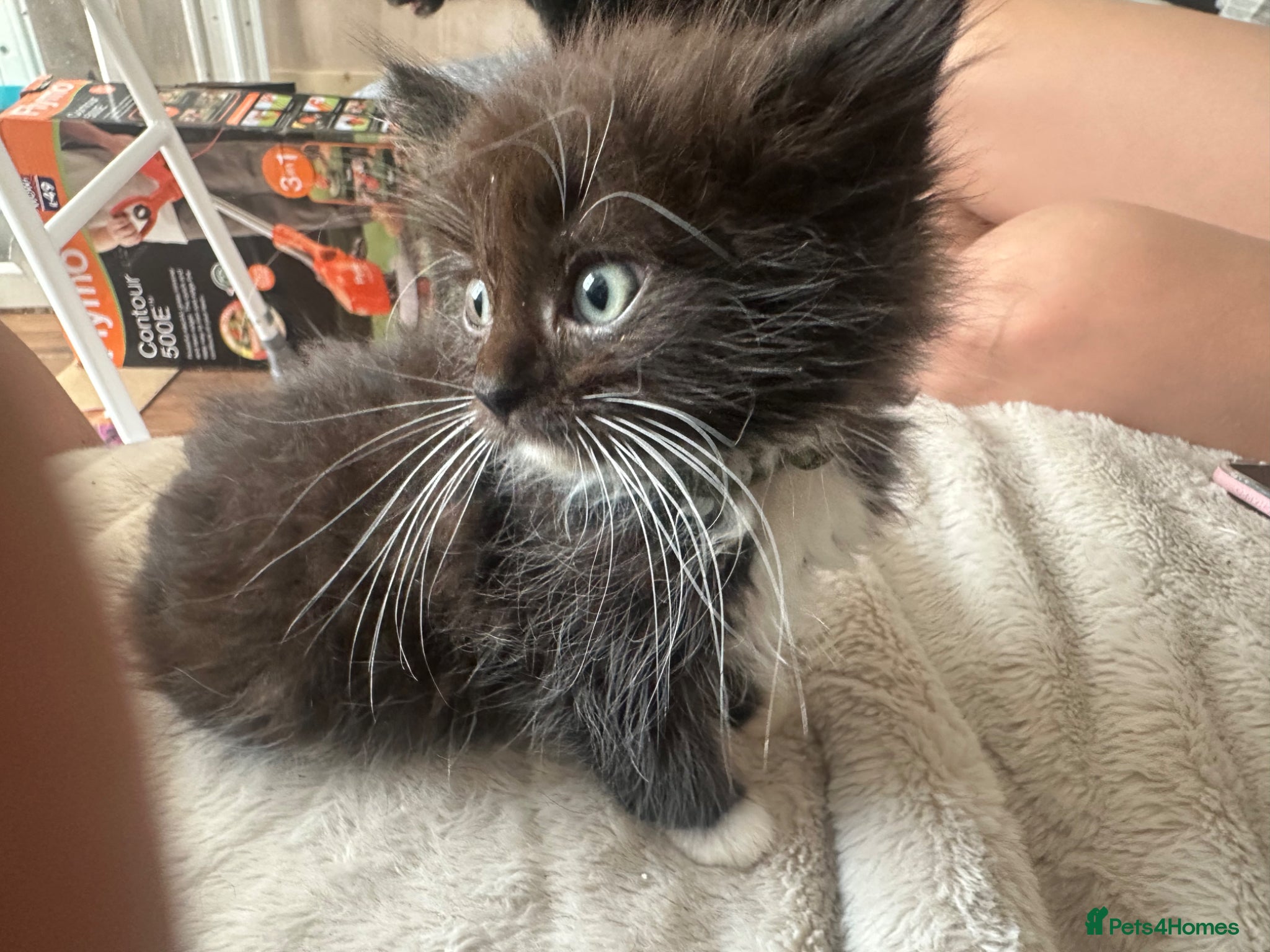 Ragdoll cats for sale: Ragdoll cross maincoon  - Advert 2
