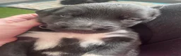 Mixed Breed dogs for sale: Mixed breed puppies - Advert 6
