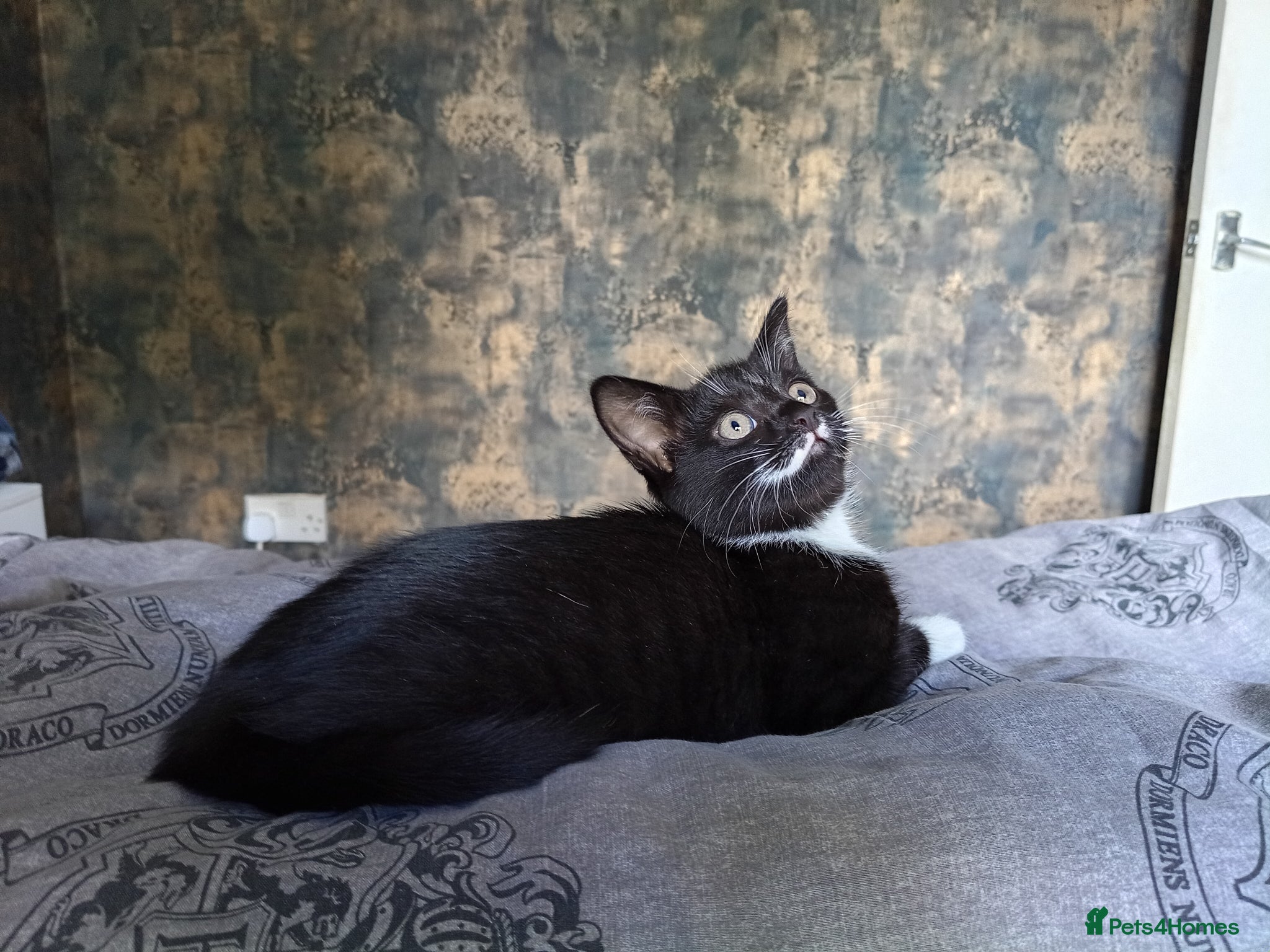Mixed Breed cats Adorable kitten female  - Advert 1