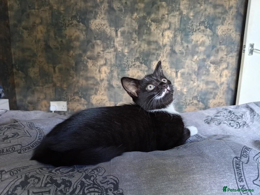 Mixed Breed cats for sale: Adorable kitten female  - Advert 1