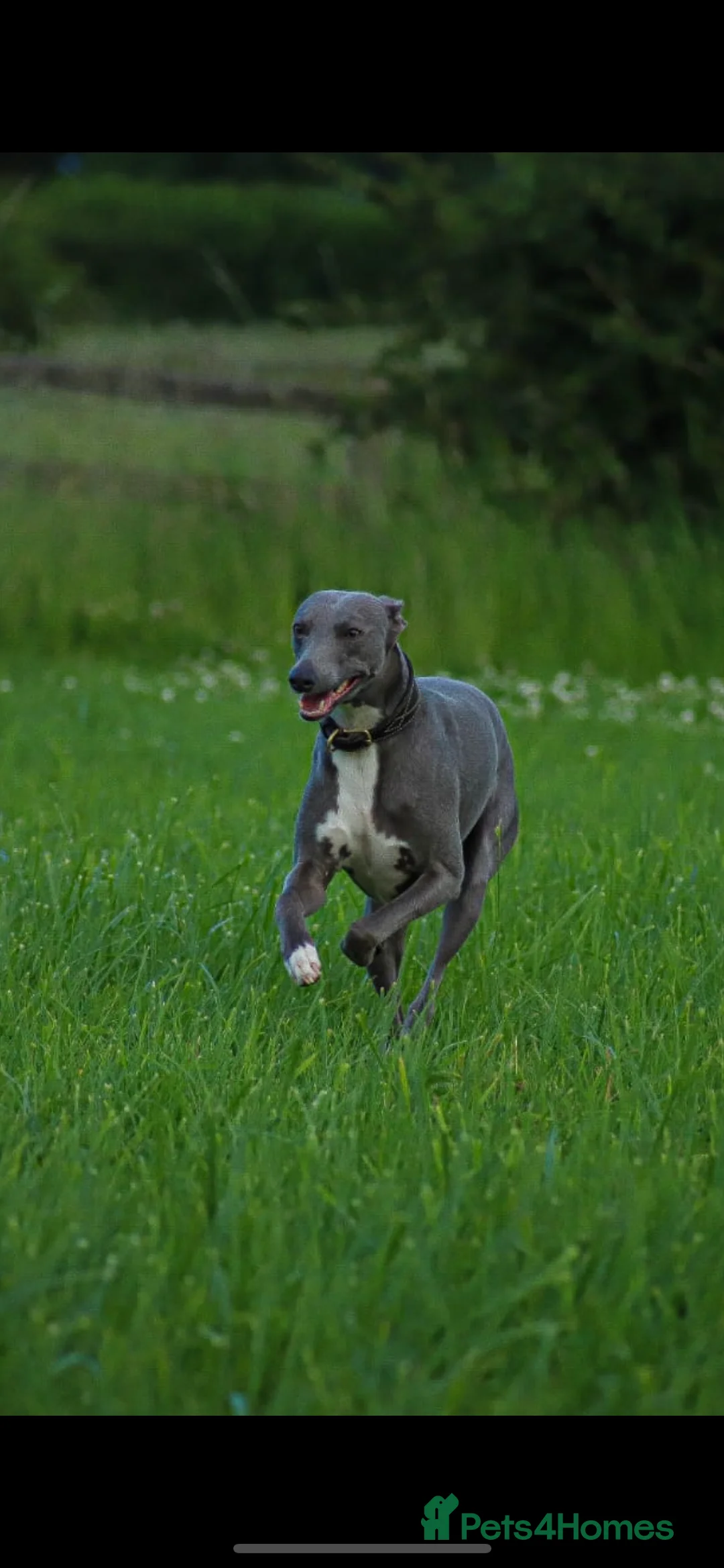 Whippet dogs for stud: Whippet stud dog in Somerton - Advert 8