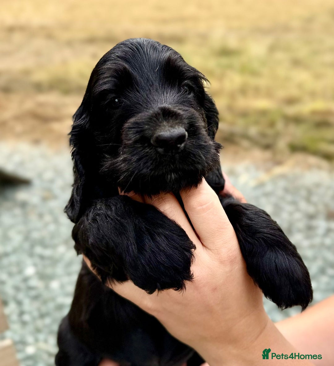 Cocker Spaniel dogs for sale: Adorable Cocker Spaniel Puppies - Image 7