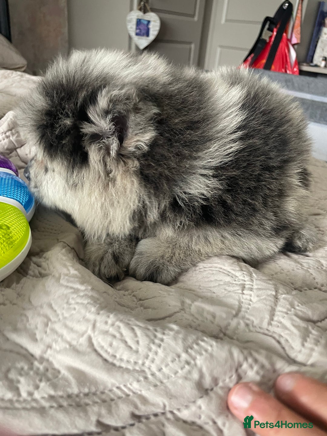 Chow Chow dogs for sale: Chow chow pups - Image 8
