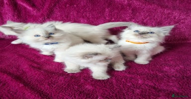 Ragdoll cats - Advert 12