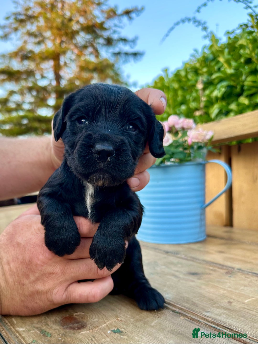 Mixed Breed dogs for sale: Gorgeous litter of 8 x F1 Sprocker Spaniels - Image 32