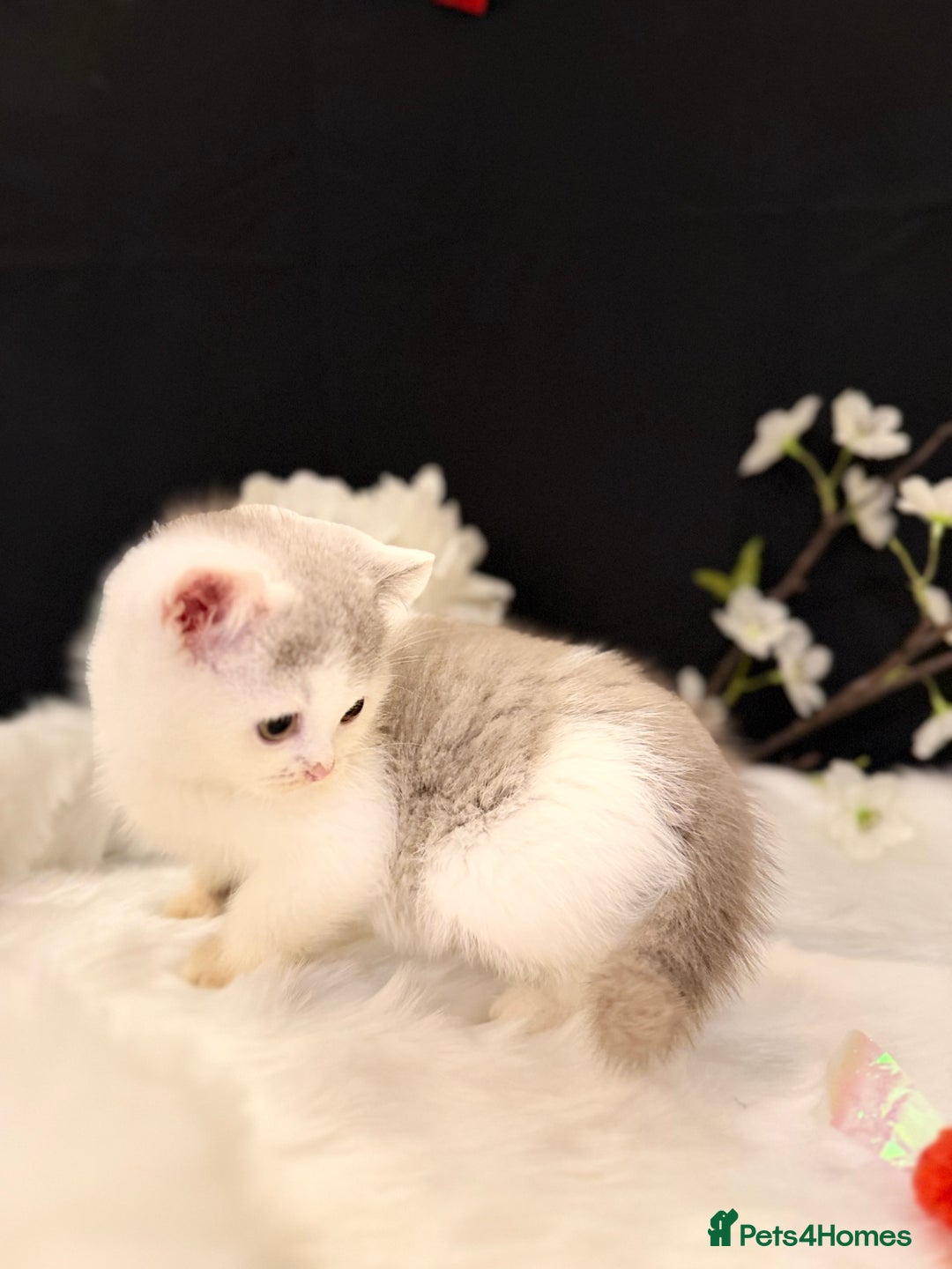 British Shorthair cats for sale: Full Pedigree Registered BSH - Advert 3