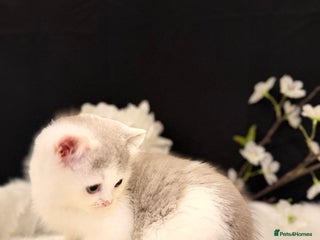 British Shorthair cats Full Pedigree Registered BSH - Advert 14