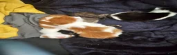 Mixed Breed cats for sale: Adorable and Friendly Kittens in Hungerford - Advert 20