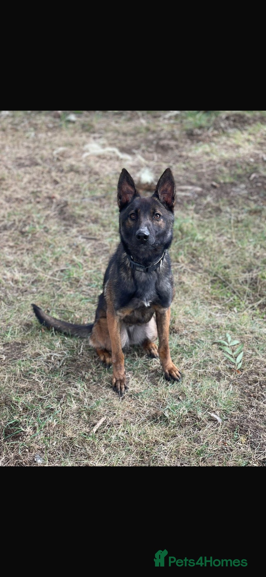 Mixed Breed dogs Two exceptional females available  - Advert 1
