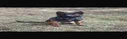 Mixed Breed dogs for sale: Two exceptional female puppies available  - Advert 1