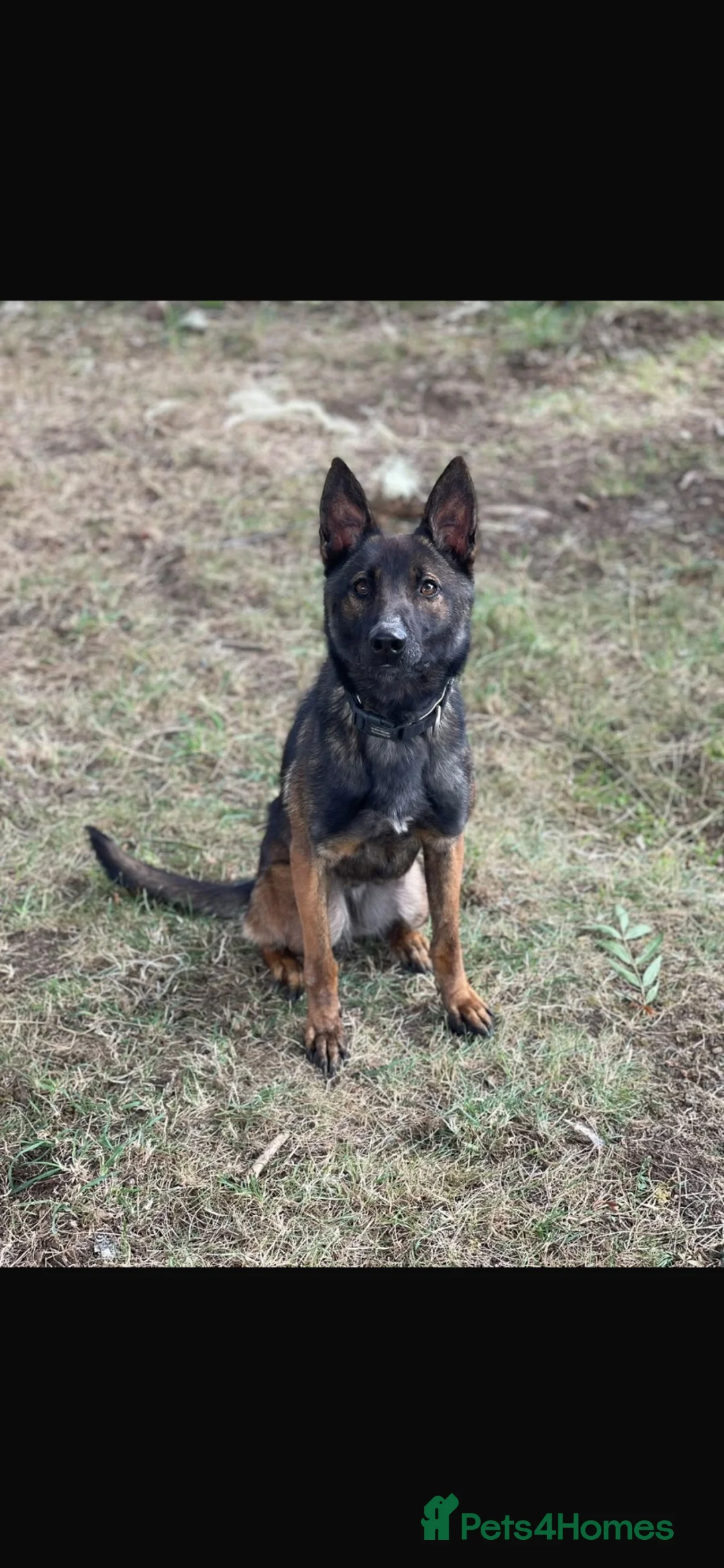 Mixed Breed dogs for sale: Two exceptional female puppies available  - Advert 1