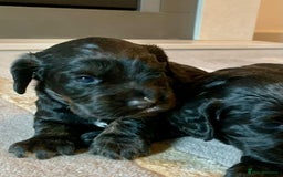 Cocker Spaniel dogs for sale: COCKER SPANIELS - Advert 4