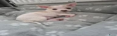 Chihuahua 1
