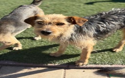 Mixed Breed dogs for adoption: Sweet Trixie Needs LOVE - Image 13