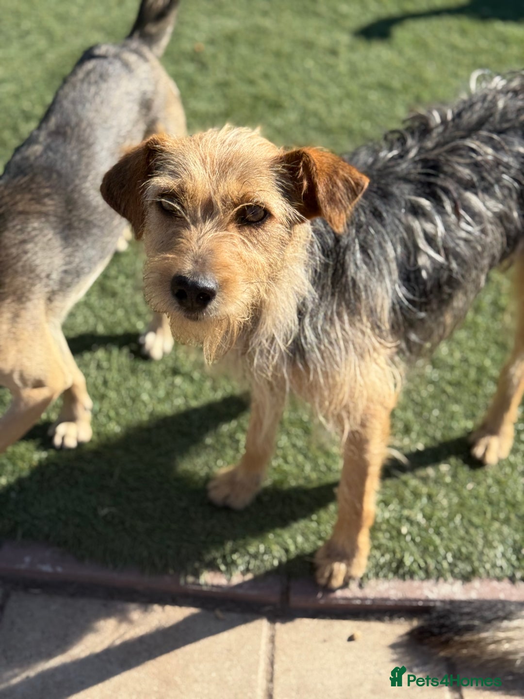 Mixed Breed dogs for adoption: Sweet Trixie Needs LOVE - Image 13