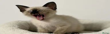 Cornish Rex 2