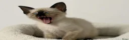 Cornish Rex cats for sale: 🐾 Beautiful Kittens Ready for Reservation 🐾 - Advert 2