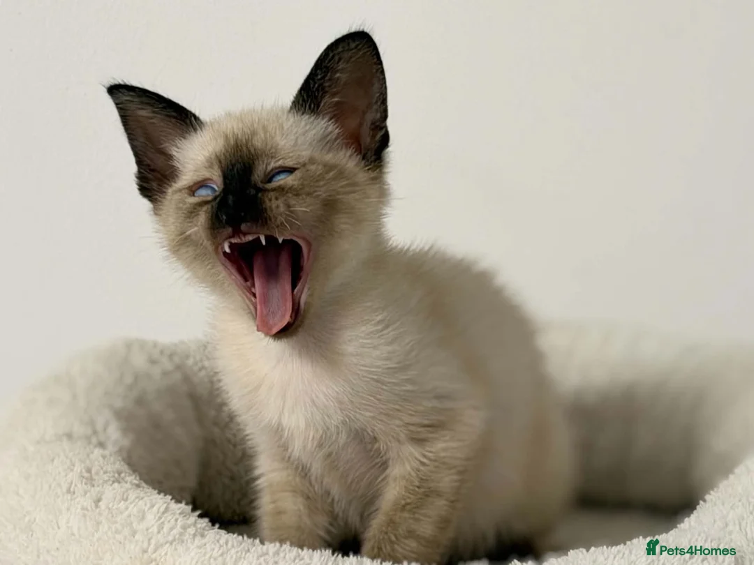 Cornish Rex cats for sale: 🐾 Beautiful Kittens Ready for Reservation 🐾 - Advert 2