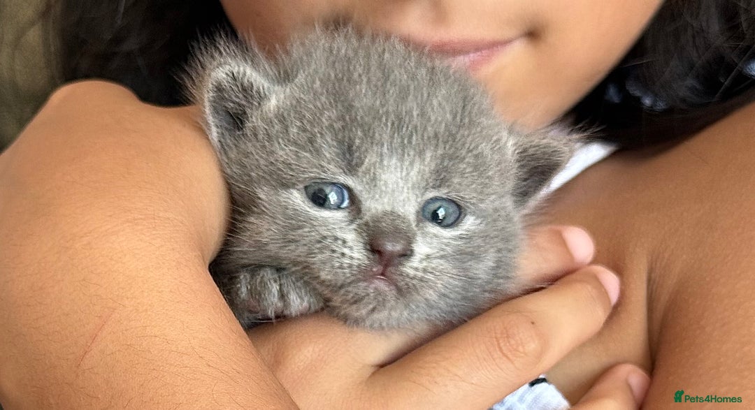 British Shorthair cats for sale: Adorable British Shorthair kittens - Blue & Choco - Image 17