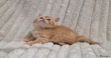 British Shorthair cats - Advert 5