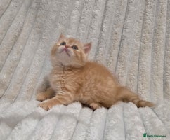 British Shorthair cats - Advert 5