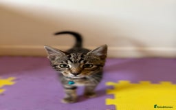 Domestic Shorthair cats for sale: 5 Kittens Looking For A Good Home - Image 16