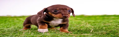Miniature Dachshund 4