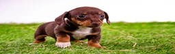 Miniature Dachshund dogs for sale: Stunning kc registered miniature dachshund puppies in Evesham - Advert 9
