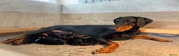 Dobermann dogs for sale: Outstanding Quality Dobermann puppies, KC REG - Advert 2