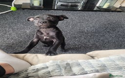 Mixed Breed dogs for sale: Staffie (1 GIRLS LEFT ) ready to leave  in Ryton - Image 2