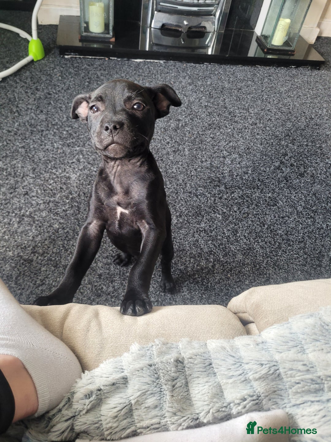 Mixed Breed dogs for sale: Staffie (1 GIRLS LEFT ) ready to leave  in Ryton - Image 2