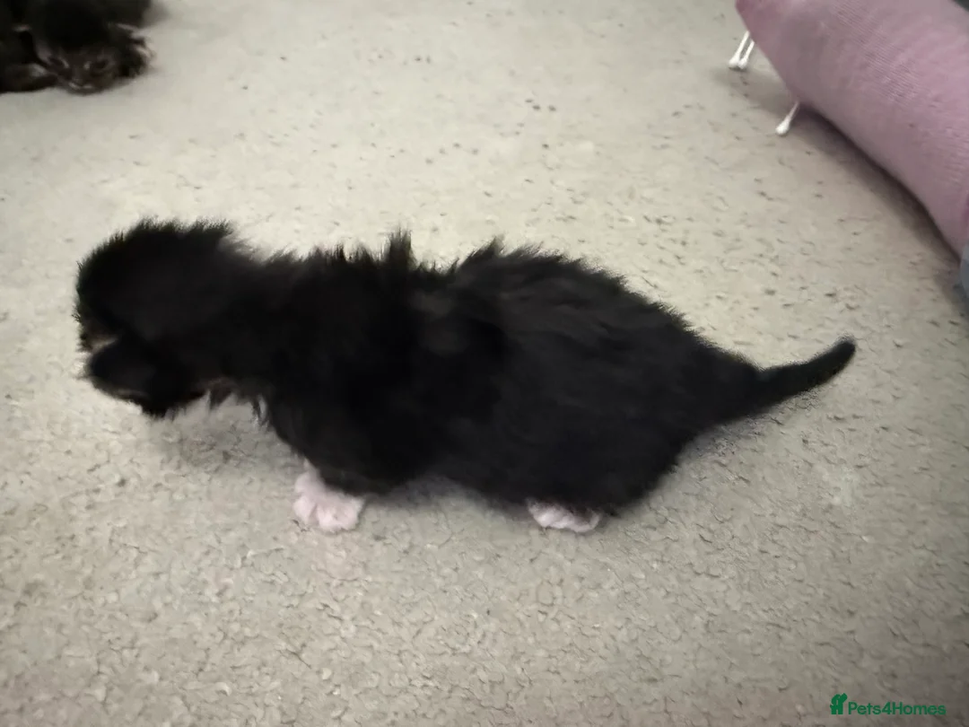 Maine Coon cats for sale: Polydactyl Maine Coon Kittens.  - Advert 11