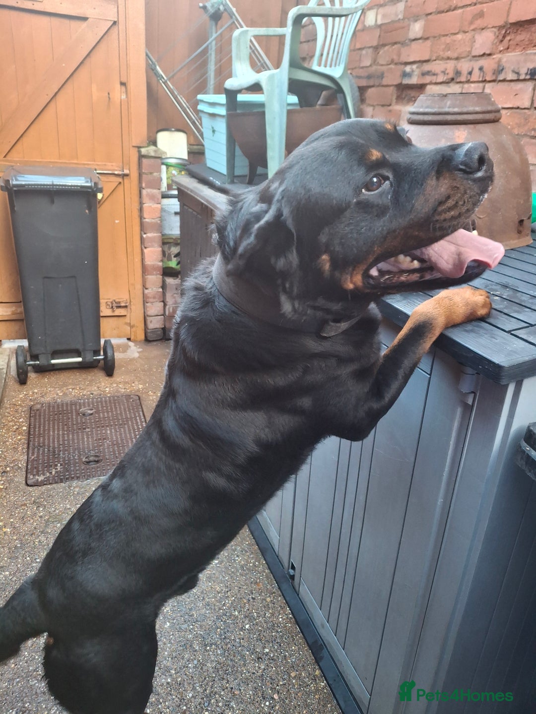 Dobermann dogs for sale: Rottweiler/Doberman  - Image 13